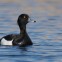 Tufted Duck (Aythya fuligula) - Ján Svetlík