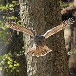 Ural Owl (Strix uralensis) - Jozef Fiala