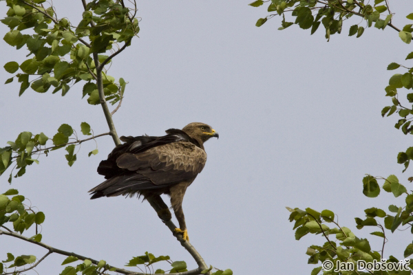 Lesser Spotted Eagle (Aquila pomarina) orol krikľavý - Ján Dobšovič