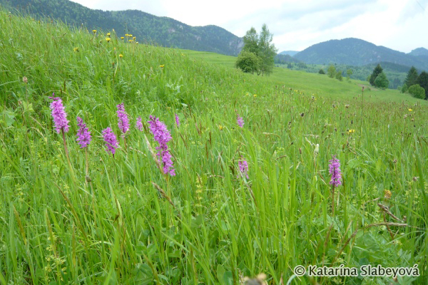 orchid meadow / orchideová lúka - Katarína Slabeyová