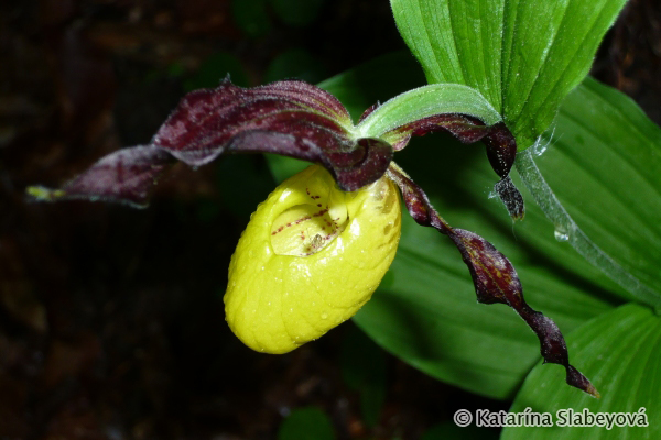 Lady´s Slipper Orchid (Cypripedium calceolus) črievičník papučkový - Katarína Slabeyová