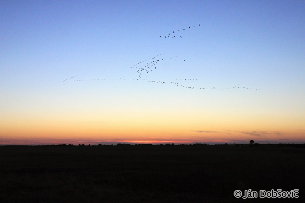 Common Cranes flying to fishponds / žeriavy popolavé tiahnúce na svoje nocoviská - Ján Dobšovič