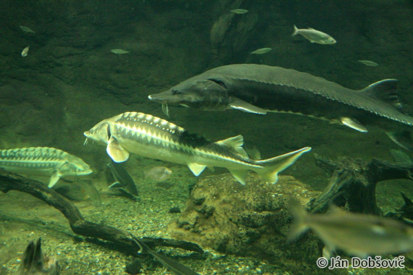 Aquariums in Porozsló ecocenter / Akváriá v ekocentre v Porozsló - Ján Dobšovič